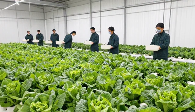 如何判断种植技术指导的性能表现?
